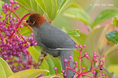 Laughingthrush, Chestnut-hooded @ Mt. Kinabalu