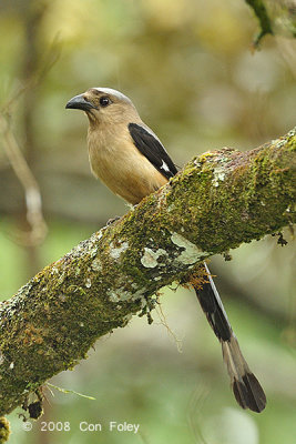 Treepie, Bornean @ Mt. Kinabalu
