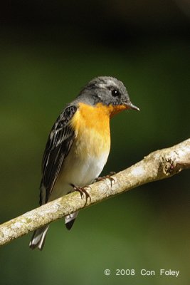 Flycatcher, Mugimaki (male) @ Mesilau