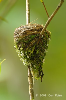 Monarch, Black-naped (nest)