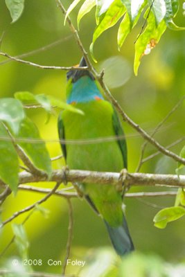 Barbet, Yellow-crowned