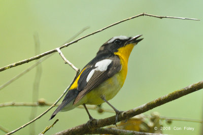 Flycatcher, Yellow-rumped (male)