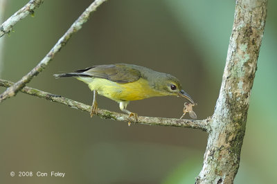 Sunbird, Plain-throated (female)