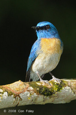 Flycatcher, Malaysian Blue (male) @ Tabin