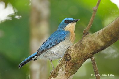 Flycatcher, Malaysian Blue (female)  @ Menanggol River