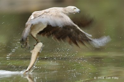 Eagle, Lesser Fish @ Menanggol River