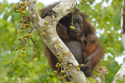 Bornean Orangutan (female with twins) @ Kinabatangan River