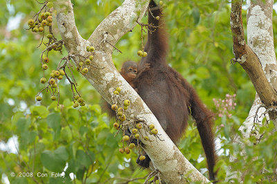 Bornean Orangutan (female with twins) @ Kinabatangan River