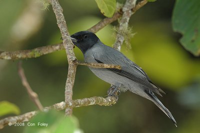 Cuckooshrike, Sunda @ Mt. Kinabalu