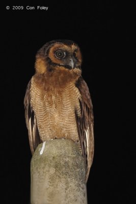 Owl, Brown Wood @ army camp