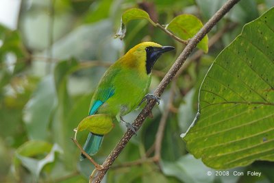 Leafbird, Blue-winged (male) @ Jeriau