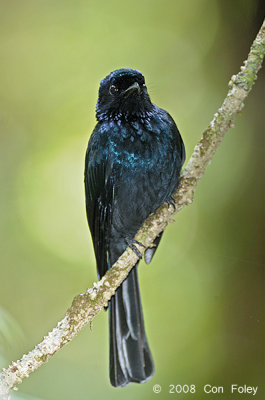 Drongo, Lesser Racket-tailed