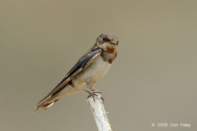 Swallow, Barn (juvenile)