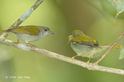 Sunbird, Plain (female feeding fledgling)