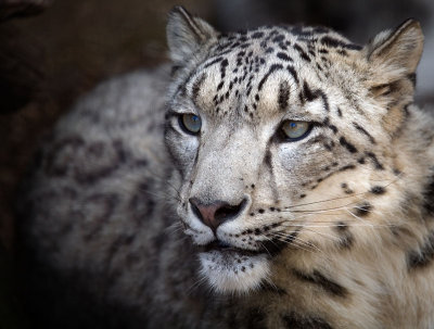 Snow Leopard