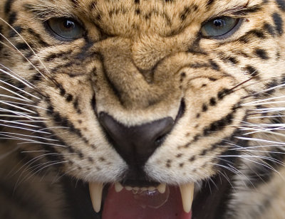 Amur Leopard