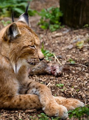 Southern European Lynx