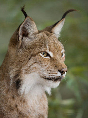 Northern Lynx