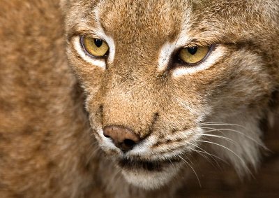 Northern Lynx