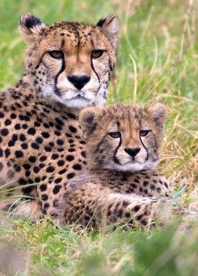 CHEETAHS