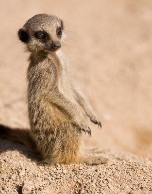 MEERKAT MANNERS