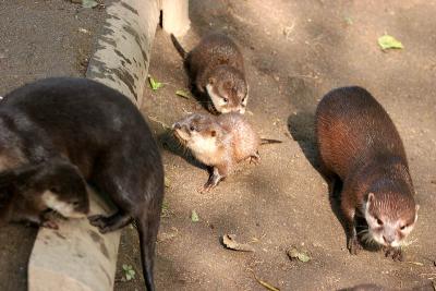 Newquay Zoo