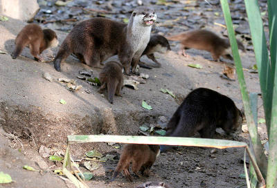 Newquay Zoo