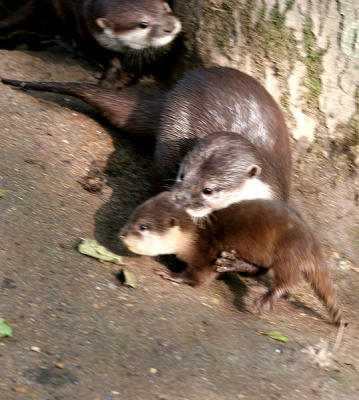 Newquay Zoo