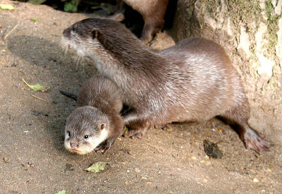 Newquay Zoo