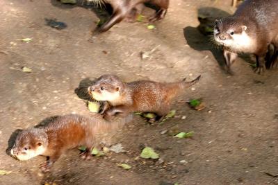 Newquay Zoo