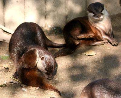 Newquay Zoo