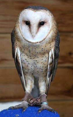 AMERICAN BARN OWL