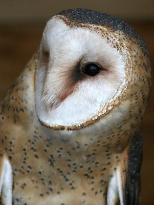 AMERICAN BARN OWL