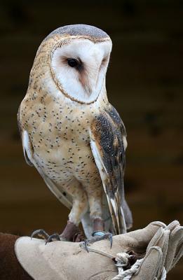 AMERICAN BARN OWL