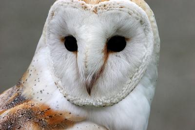 BARN OWL