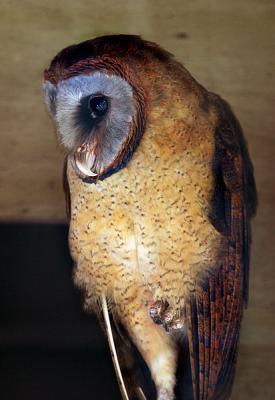 ASHY-FACED OWL