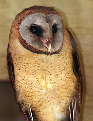 ASHY-FACED OWL