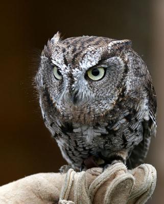 WESTERN SCREECH OWL