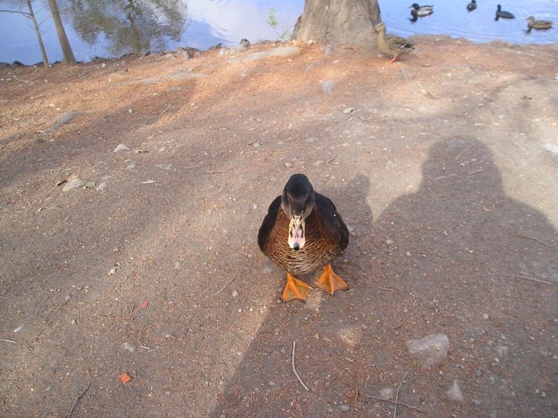 One unhappy duck