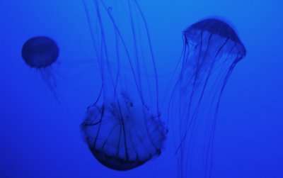 Jellyfish trio