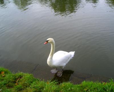 A swan with attitude on the Thames