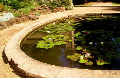 Pond at Oxford Botanic