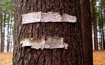 Message in bark
