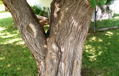 Gnarly tree in Phoenix