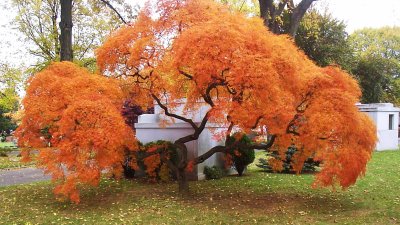 Flushing Cemetery