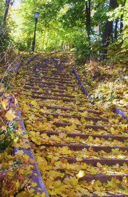 Leafy stairway in Crocheron Park, Queens