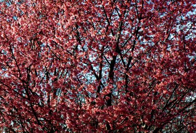 Cherry blossom time in Kissena Park
