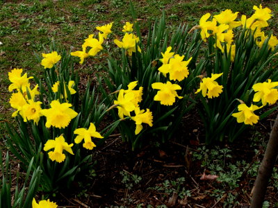 Daffodils at the park