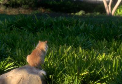 Cats