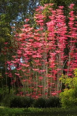 Alice Keck Park